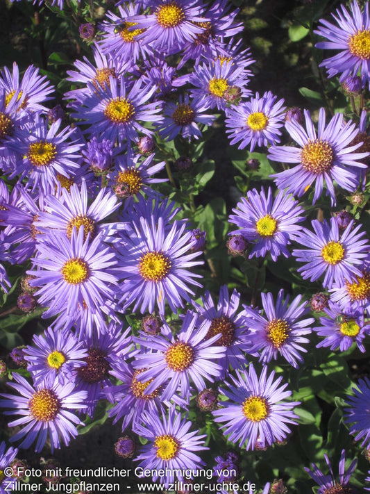 Sommer-Aster 'Glücksfund' (Aster amellus)