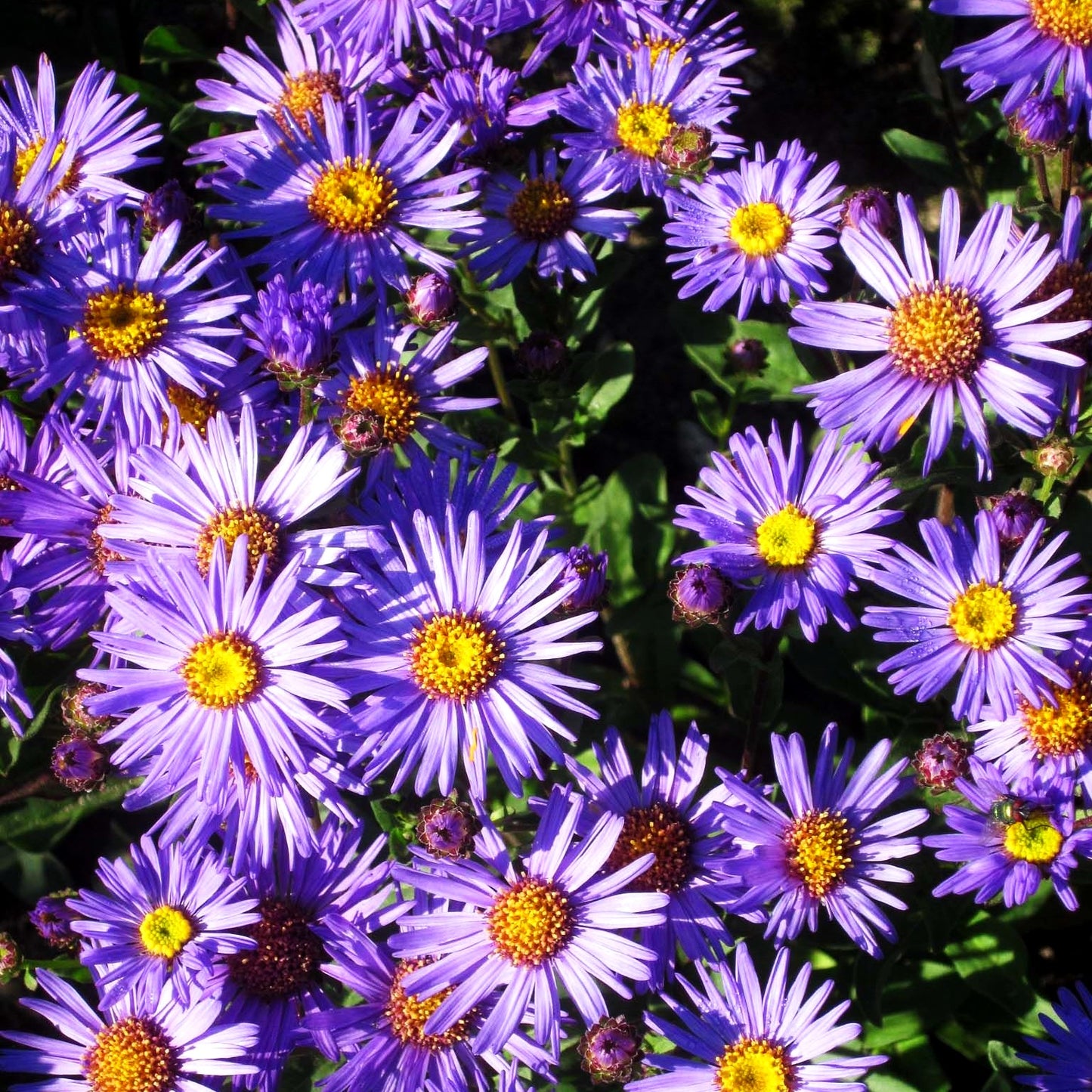 Sommer-Aster 'Glücksfund' (Aster amellus)