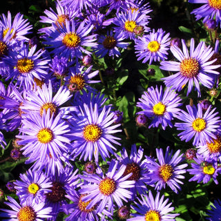 Sommer-Aster 'Glücksfund' (Aster amellus)