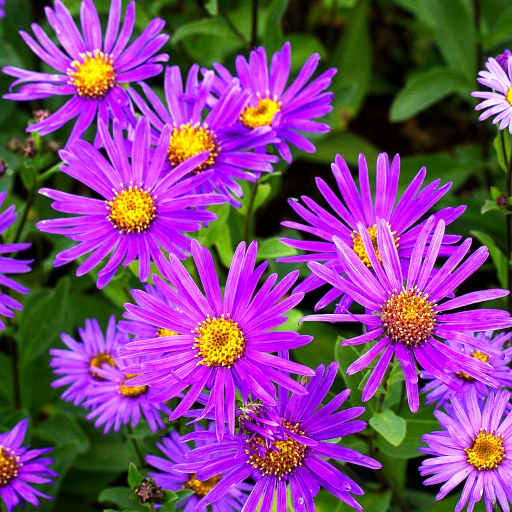 Sommer-Aster 'Glücksfund' (Aster amellus)