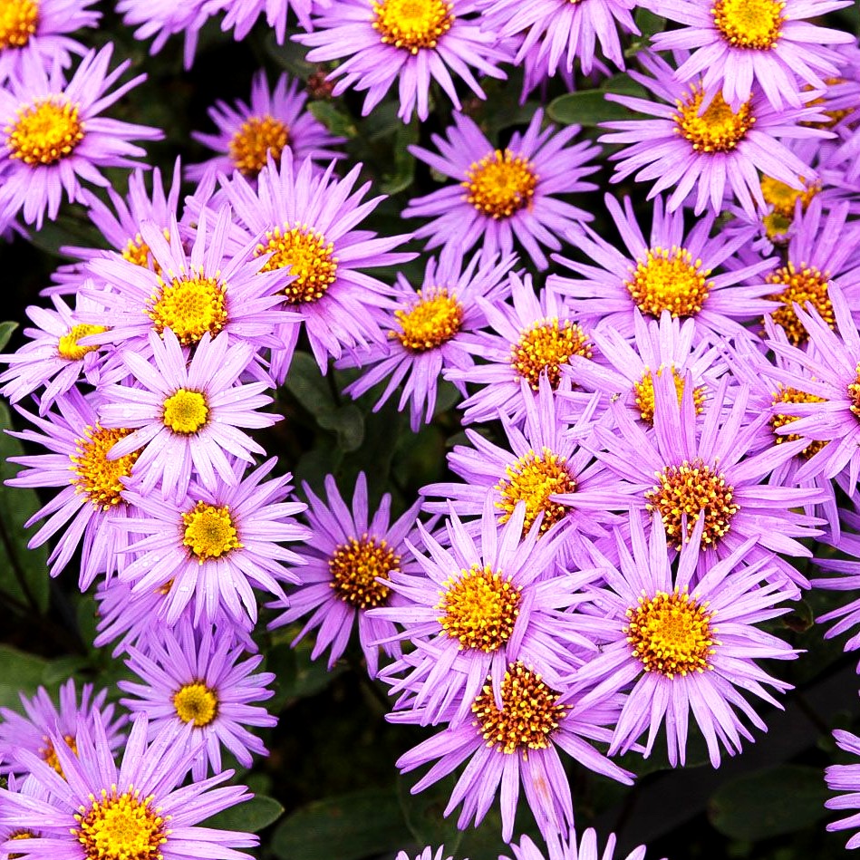 Sommer-Aster 'Glücksfund' (Aster amellus)
