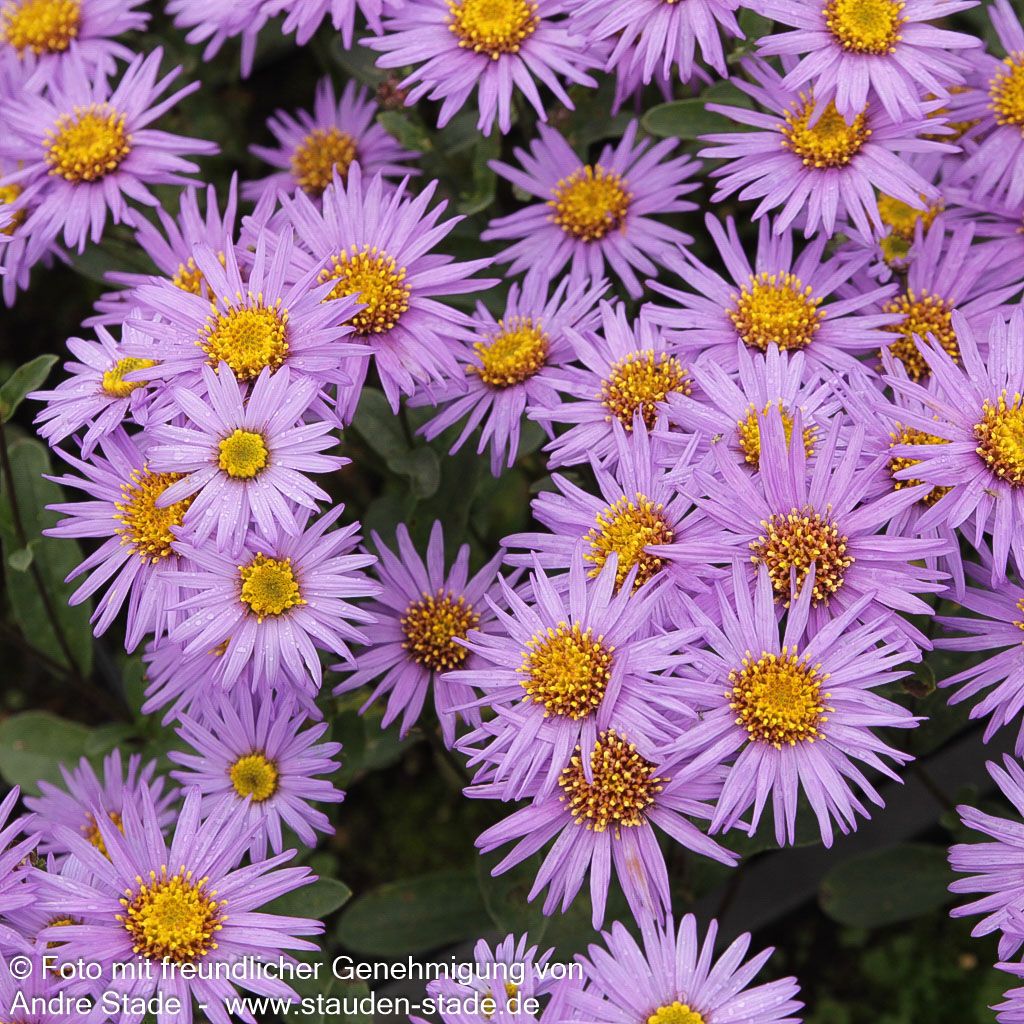 Sommer-Aster 'Glücksfund' (Aster amellus)