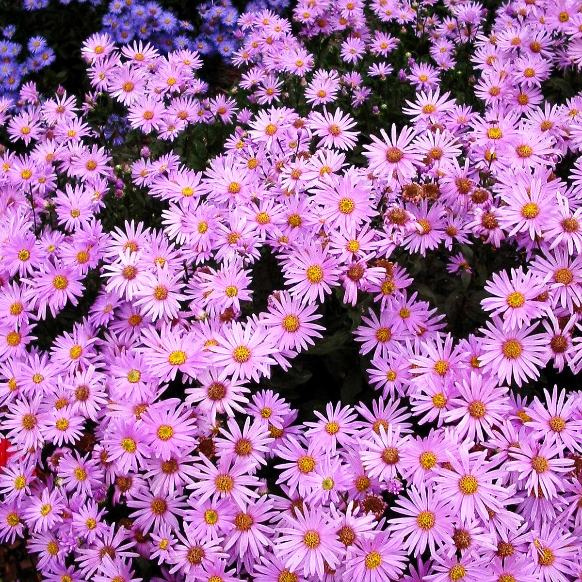Sommer-Aster 'Rosa Erfüllung' (Aster amellus)