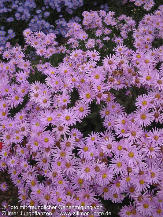 Sommer-Aster 'Rosa Erfüllung' (Aster amellus)