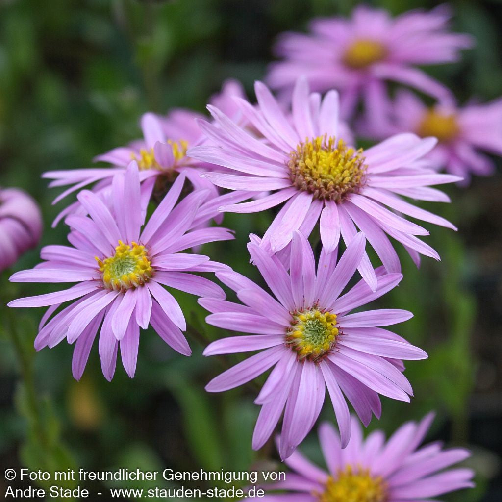 Sommer-Aster 'Rosa Erfüllung' (Aster amellus)