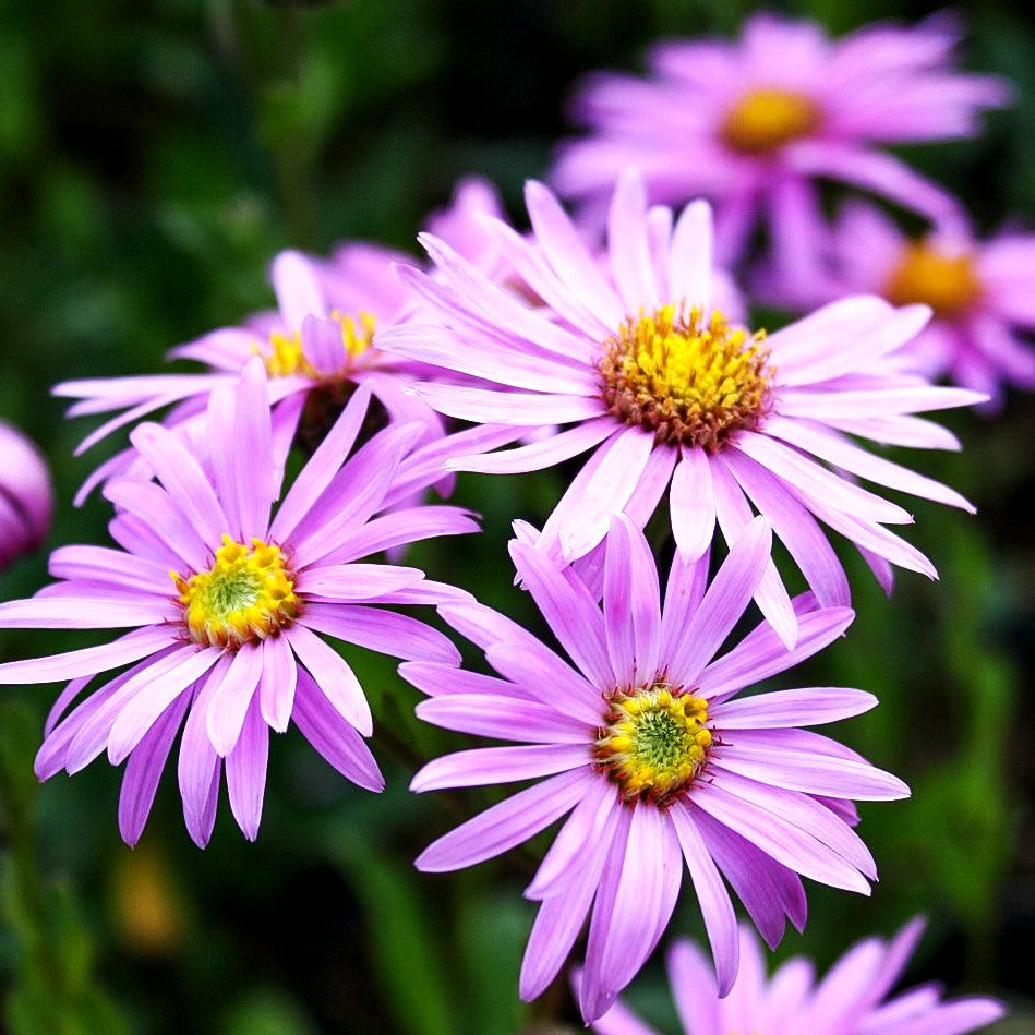 Sommer-Aster 'Rosa Erfüllung' (Aster amellus)