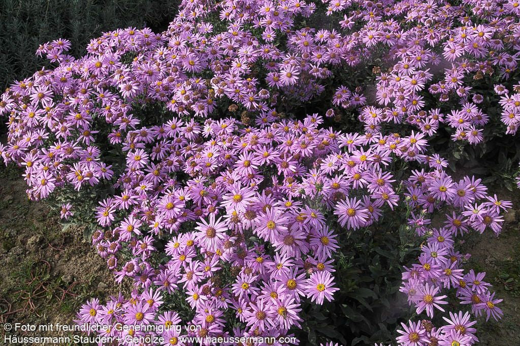 Sommer-Aster 'Rosa Erfüllung' (Aster amellus)