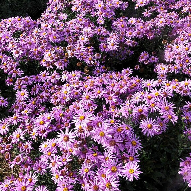 Sommer-Aster 'Rosa Erfüllung' (Aster amellus)
