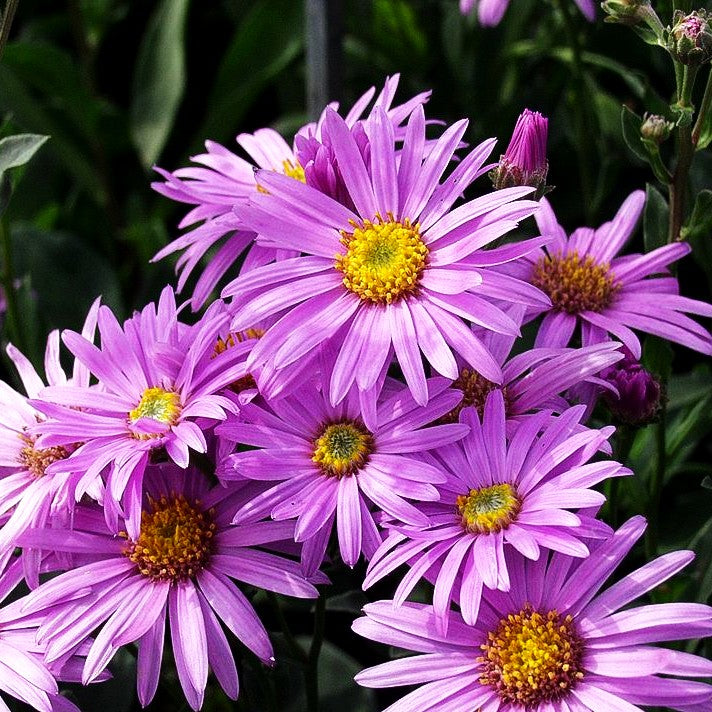 Sommer-Aster 'Rosa Erfüllung' (Aster amellus)