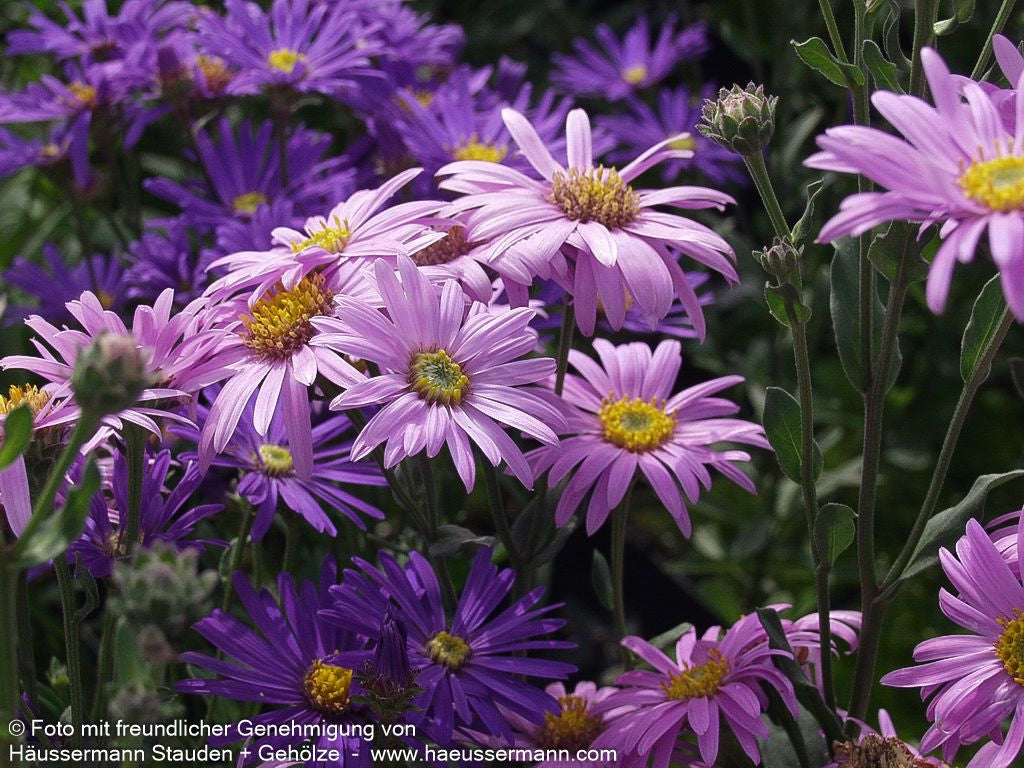 Sommer-Aster 'Rosa Erfüllung' (Aster amellus)