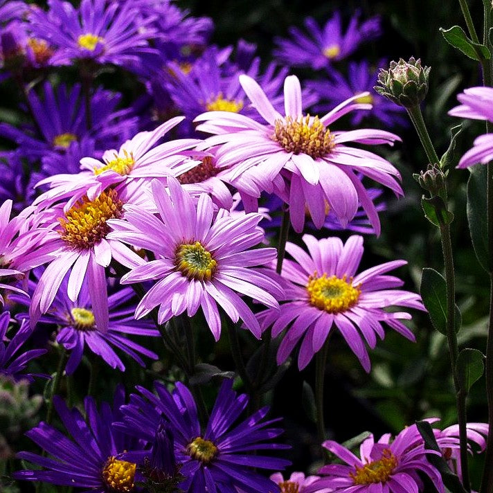 Sommer-Aster 'Rosa Erfüllung' (Aster amellus)
