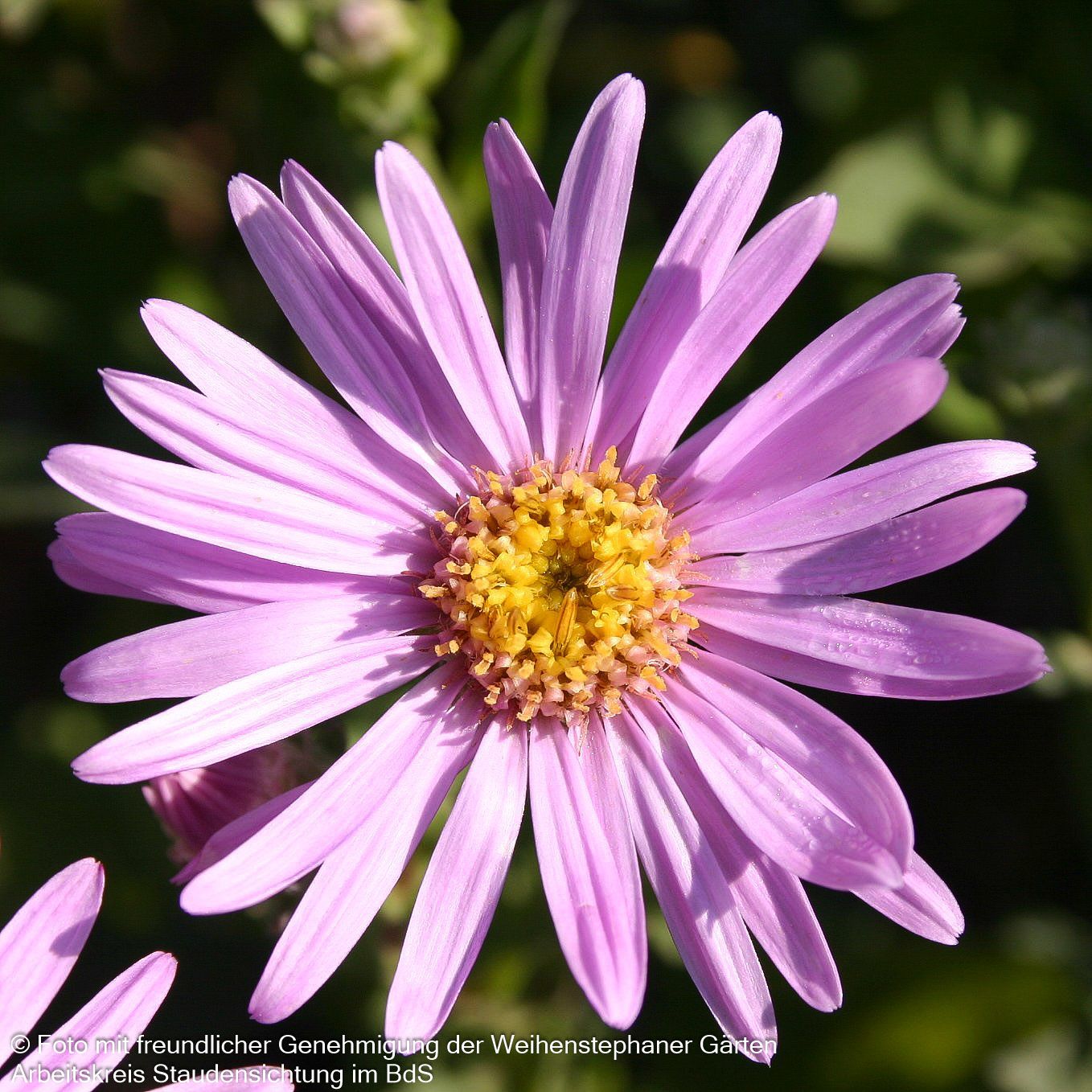 Sommer-Aster 'Rosa Erfüllung' (Aster amellus)