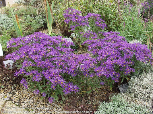 Sommer-Aster 'Veilchenkönigin' (Aster amellus)