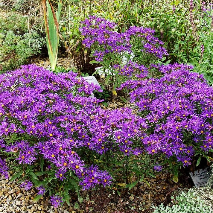 Sommer-Aster 'Veilchenkönigin' (Aster amellus)