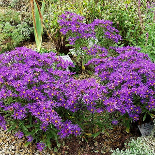 Sommer-Aster 'Veilchenkönigin' (Aster amellus)