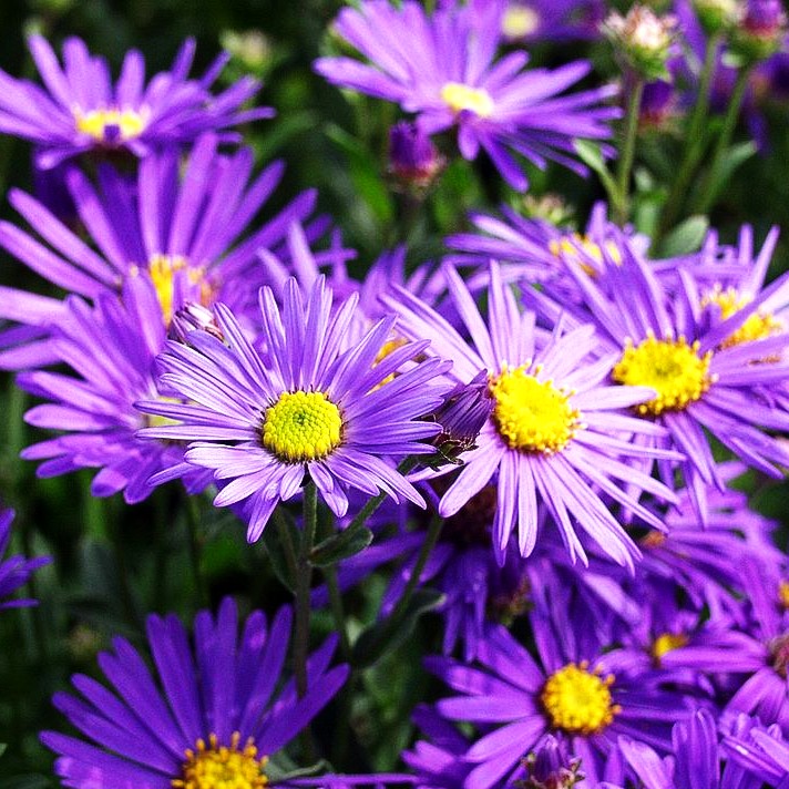 Sommer-Aster 'Veilchenkönigin' (Aster amellus)
