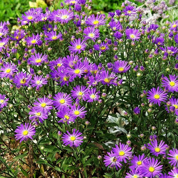 Sommer-Aster 'Veilchenkönigin' (Aster amellus)