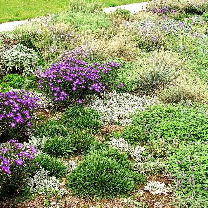 Sommer-Aster 'Veilchenkönigin' (Aster amellus)