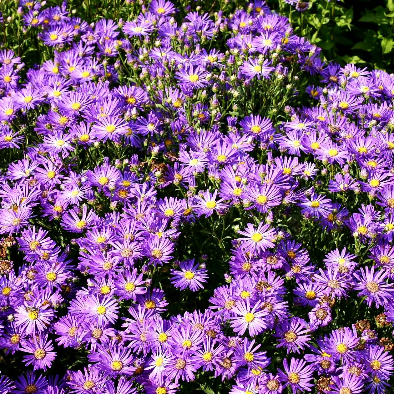 Sommer-Aster 'Veilchenkönigin' (Aster amellus)
