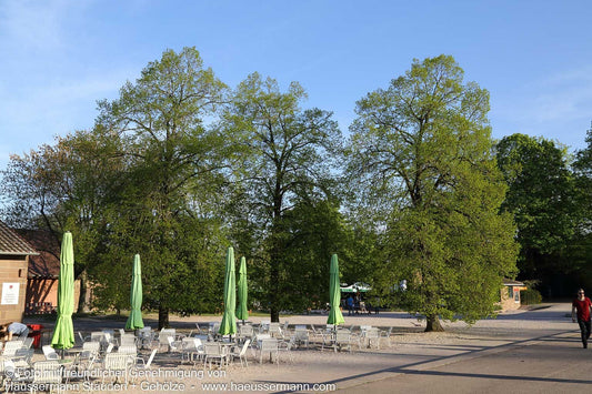 Sommer-Linde (Tilia platyphyllos)