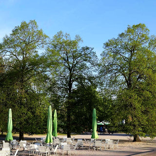 Sommer-Linde (Tilia platyphyllos)