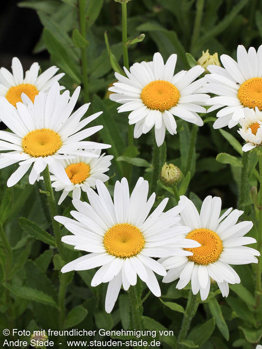 Sommer-Margerite 'Brightside' (Leucanthemum x superb.)