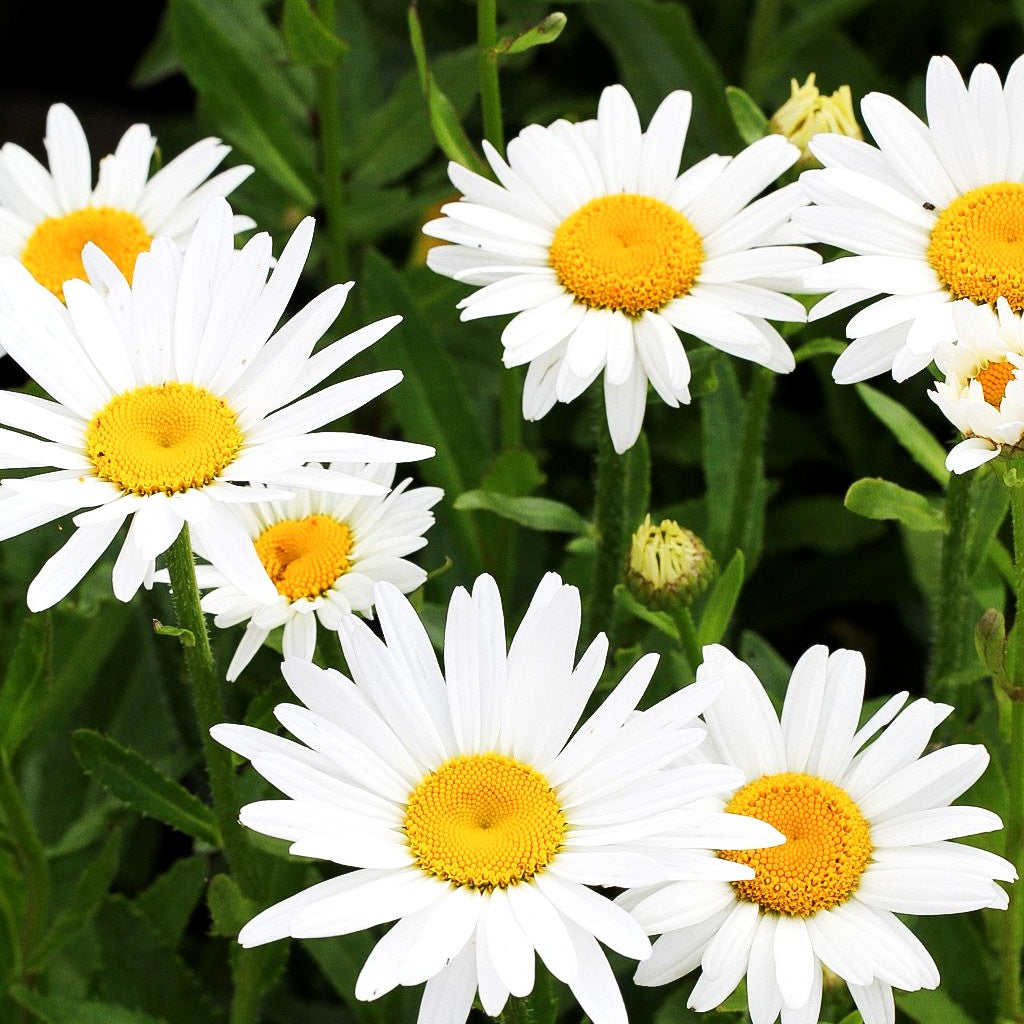Sommer-Margerite 'Brightside' (Leucanthemum x superb.)
