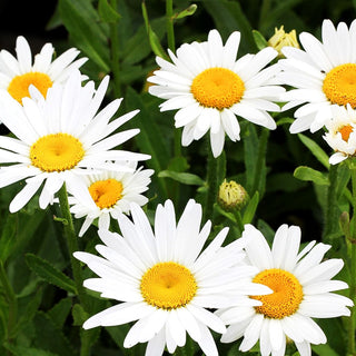 Sommer-Margerite 'Brightside' (Leucanthemum x superb.)