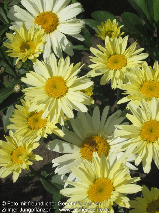 Sommer-Margerite 'Broadway Lights' (Leucanthemum x sup.)