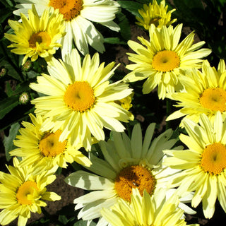 Sommer-Margerite 'Broadway Lights' (Leucanthemum x sup.)