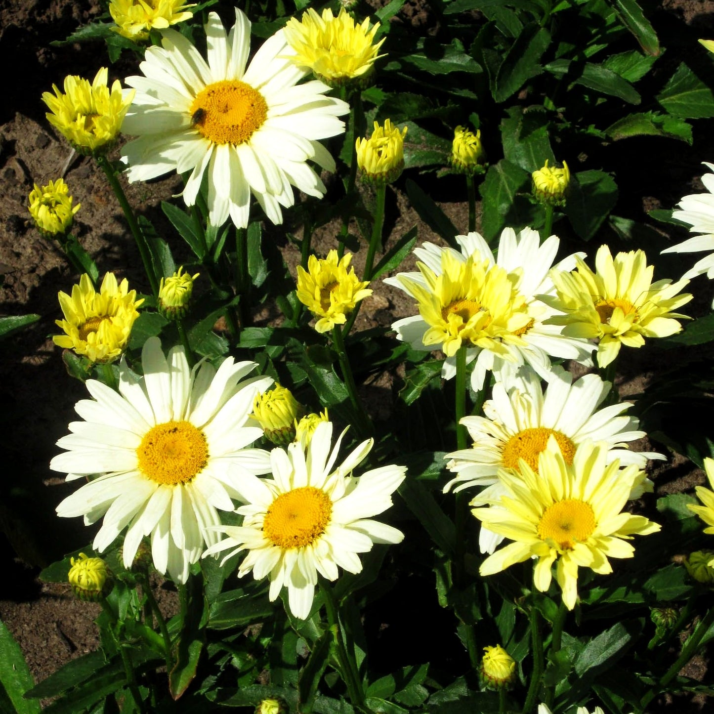 Sommer-Margerite 'Broadway Lights' (Leucanthemum x sup.)