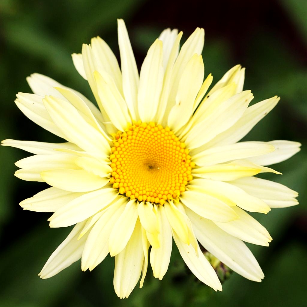 Sommer-Margerite 'Broadway Lights' (Leucanthemum x sup.)