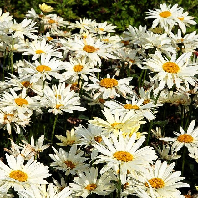 Sommer-Margerite 'Broadway Lights' (Leucanthemum x sup.)