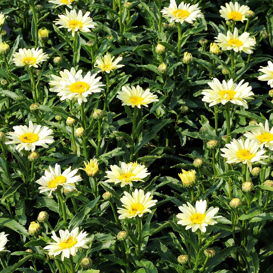 Sommer-Margerite 'Broadway Lights' (Leucanthemum x sup.)