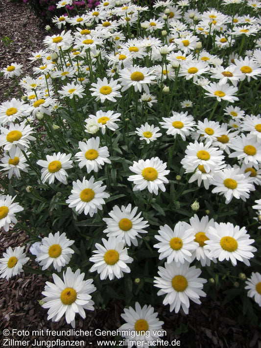 Sommer-Margerite 'Gruppenstolz' (Leucanthemum x superb.)