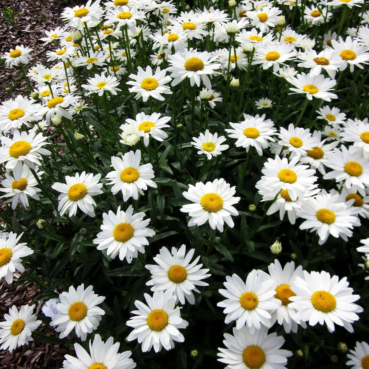 Sommer-Margerite 'Gruppenstolz' (Leucanthemum x superb.)