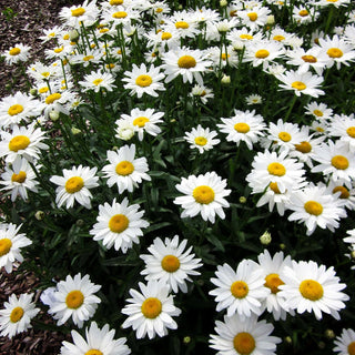Sommer-Margerite 'Gruppenstolz' (Leucanthemum x superb.)