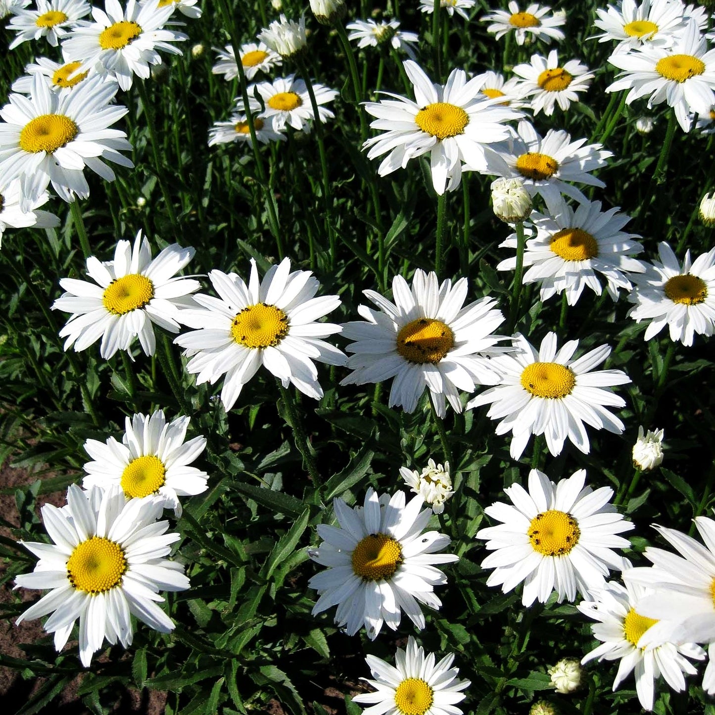 Sommer-Margerite 'Gruppenstolz' (Leucanthemum x superb.)
