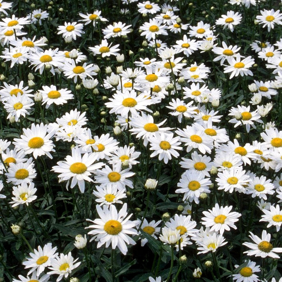 Sommer-Margerite 'Gruppenstolz' (Leucanthemum x superb.)