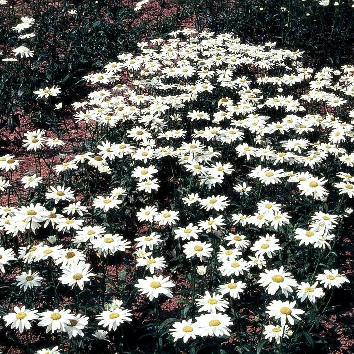 Sommer-Margerite 'Gruppenstolz' (Leucanthemum x superb.)