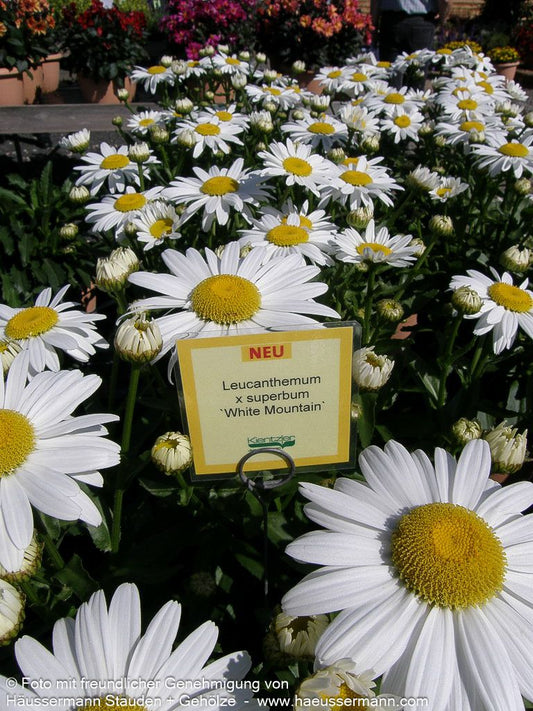 Sommer-Margerite 'White Mountain' (Leucanthemum x superb.)