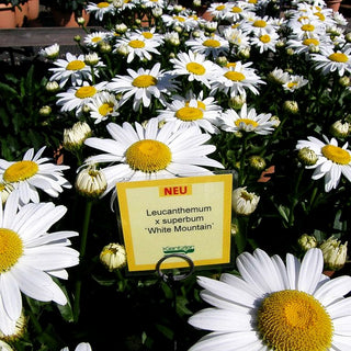 Sommer-Margerite 'White Mountain' (Leucanthemum x superb.)