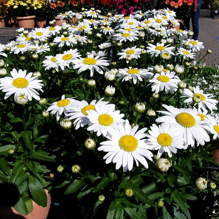 Sommer-Margerite 'White Mountain' (Leucanthemum x superb.)