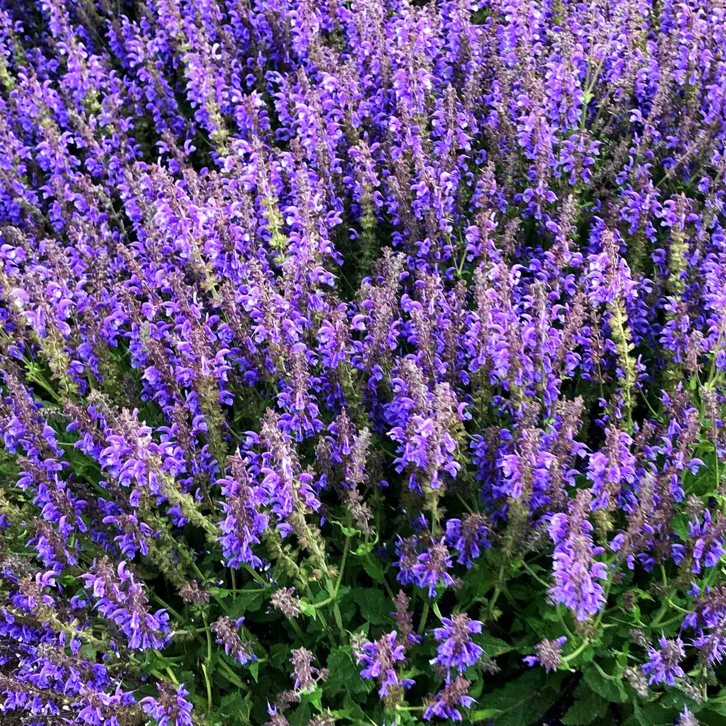 Sommer-Salbei 'Rhapsody in Blue' (Salvia pratensis)