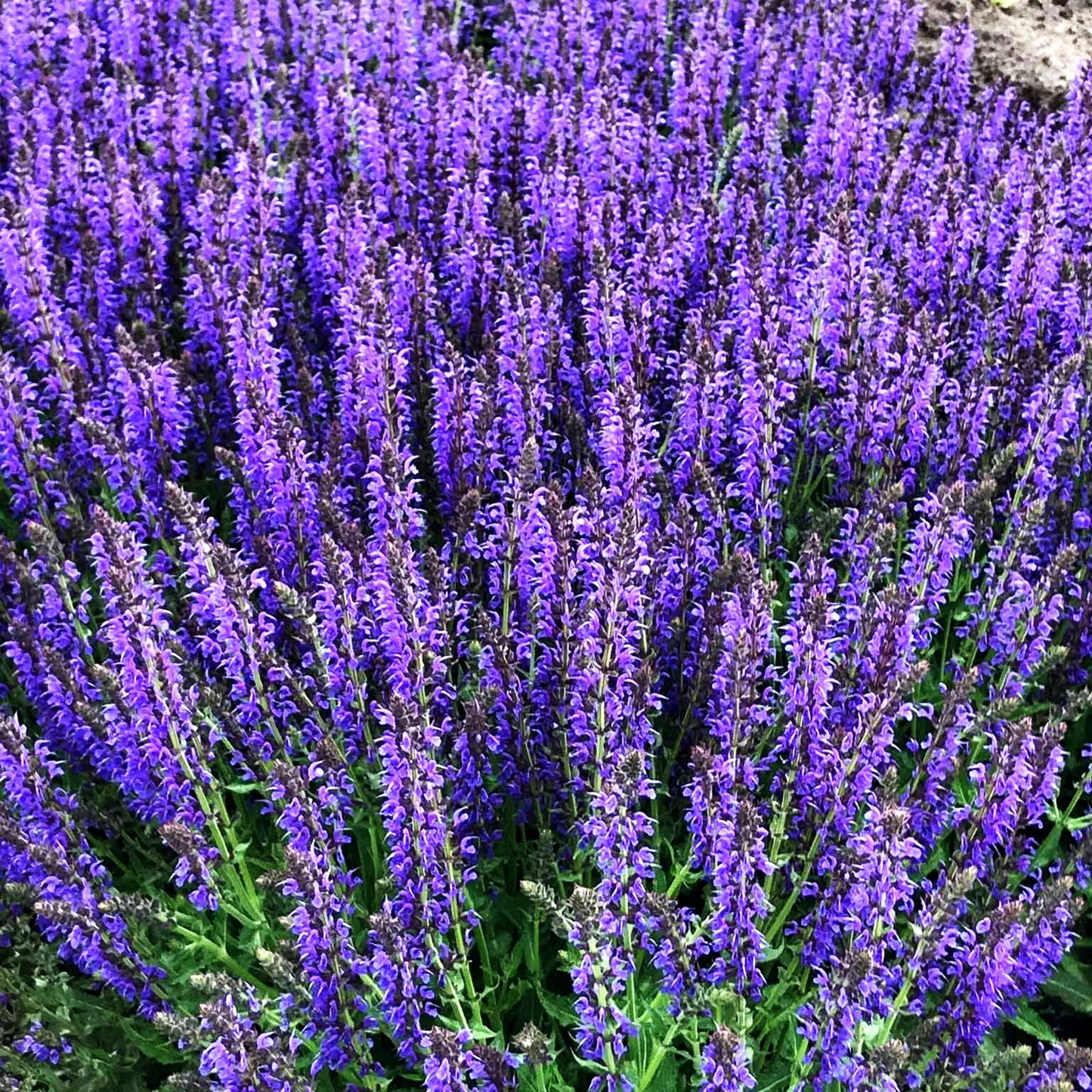 Sommer-Salbei 'Rhapsody in Blue' (Salvia pratensis)