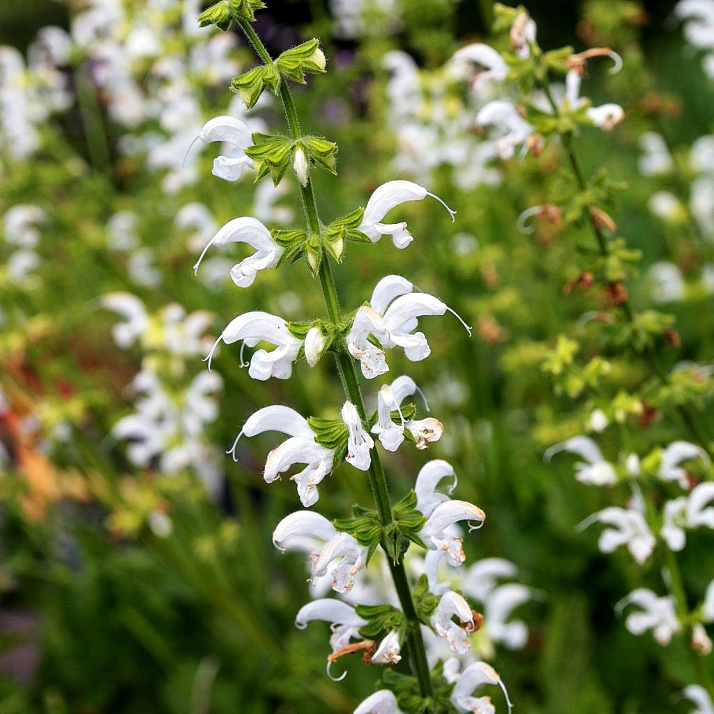 Sommer-Salbei 'Swan Lake' (Salvia pratensis)