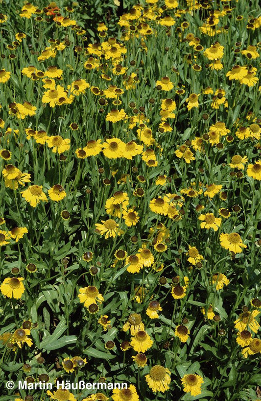 Sommer-Sonnenbraut 'The Bishop' (Helenium bigelovii)
