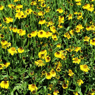 Sommer-Sonnenbraut 'The Bishop' (Helenium bigelovii)