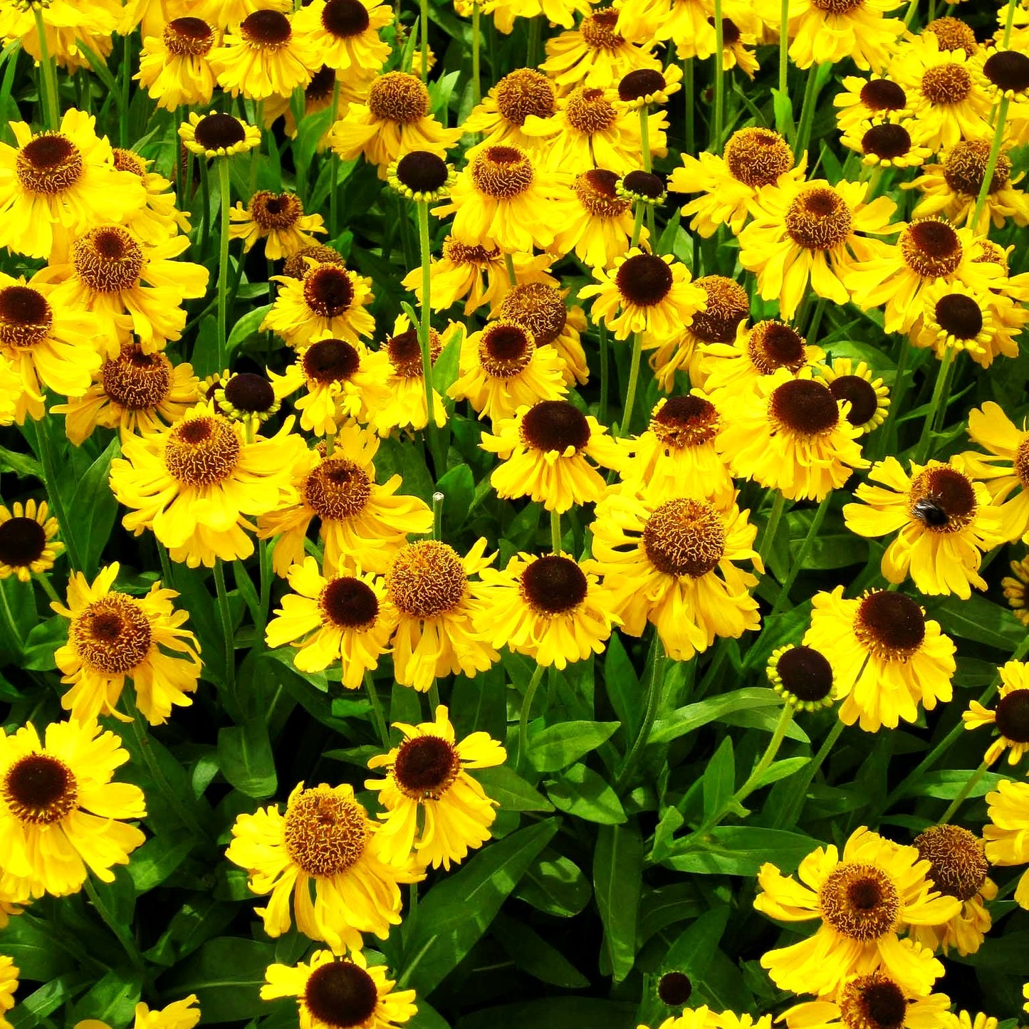 Sommer-Sonnenbraut 'The Bishop' (Helenium bigelovii)