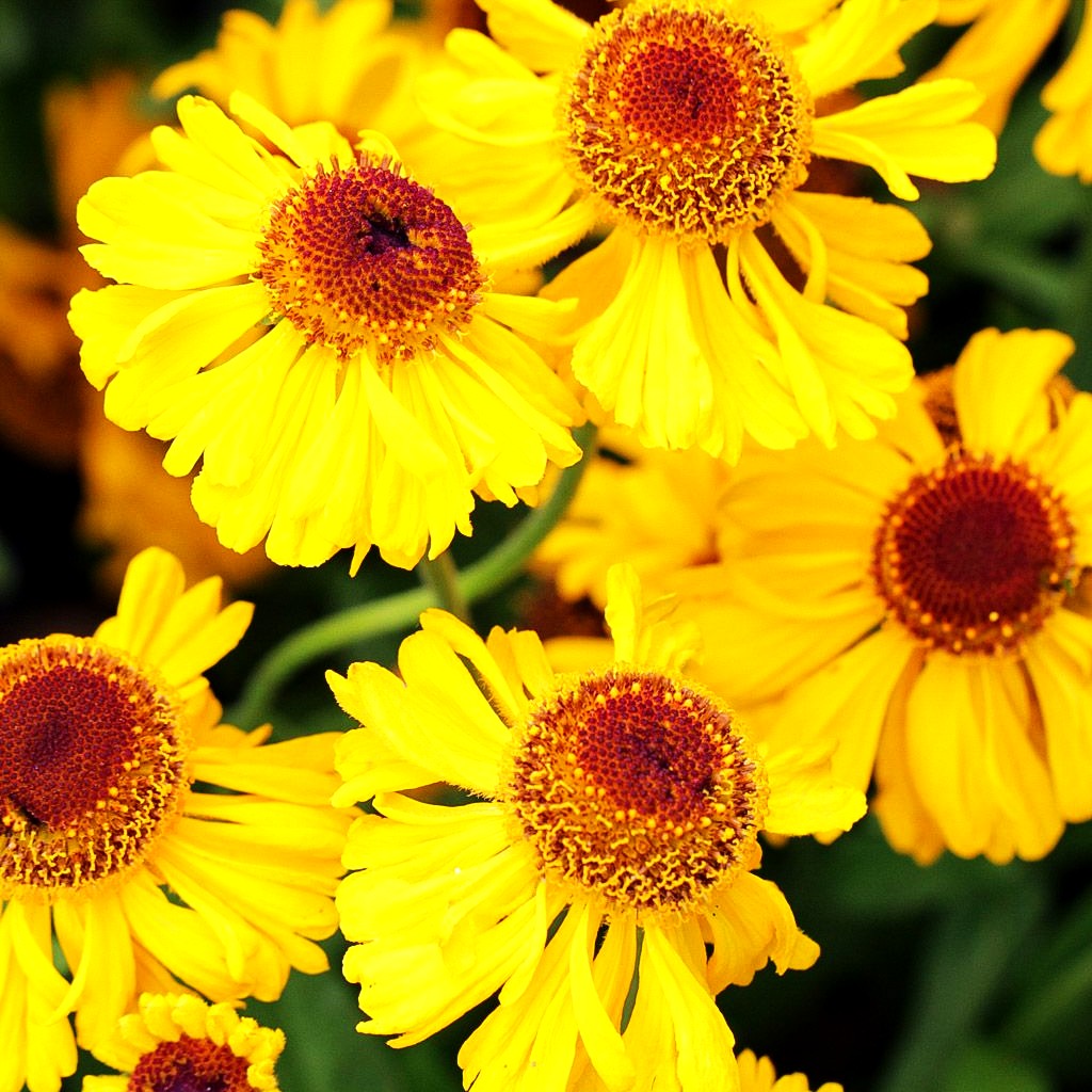 Sommer-Sonnenbraut 'The Bishop' (Helenium bigelovii)